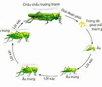 Ứng Động Không Sinh Trưởng Là Những Vận Động Thuận Chiều Nào